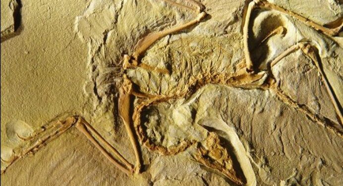 始祖鸟化石在哪里发现的？